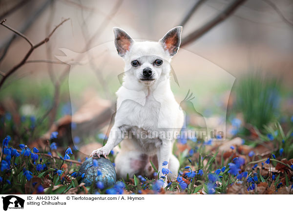sitzender Chihuahua / sitting Chihuahua / AH-03124