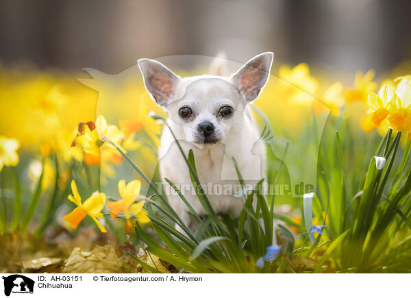 Chihuahua / Chihuahua / AH-03151