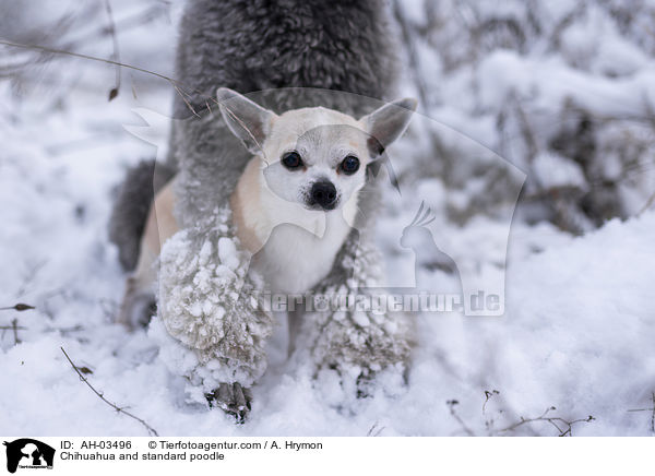Chihuahua and standard poodle / AH-03496