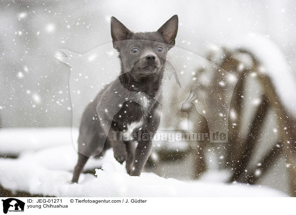 junger Chihuahua / young Chihuahua / JEG-01271