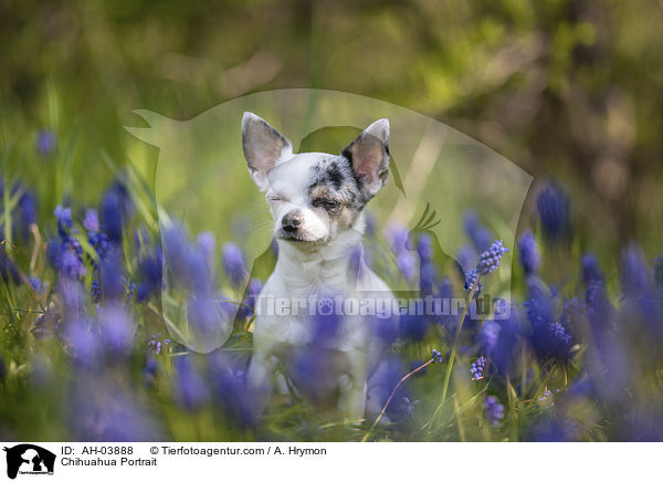 Chihuahua Portrait / Chihuahua Portrait / AH-03888