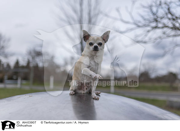 Chihuahua / Chihuahua / AH-03907