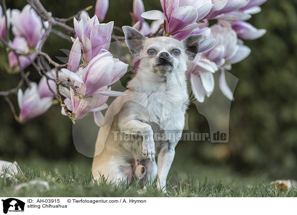 sitting Chihuahua / AH-03915