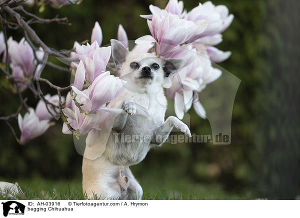 Chihuahua macht Mnnchen / begging Chihuahua / AH-03916