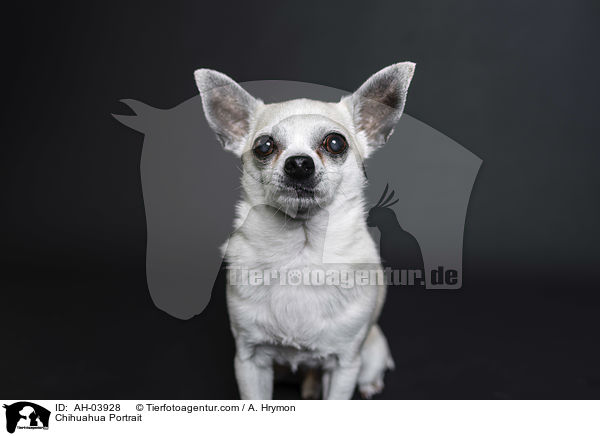Chihuahua Portrait / AH-03928