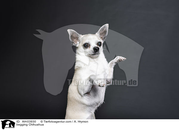 begging Chihuahua / AH-03930