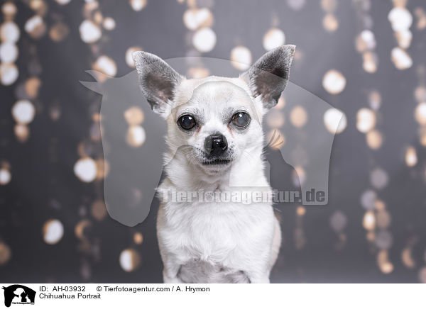 Chihuahua Portrait / AH-03932