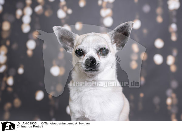 Chihuahua Portrait / AH-03935