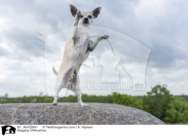 begging Chihuahua / AH-03941