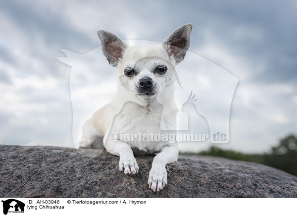 lying Chihuahua / AH-03948