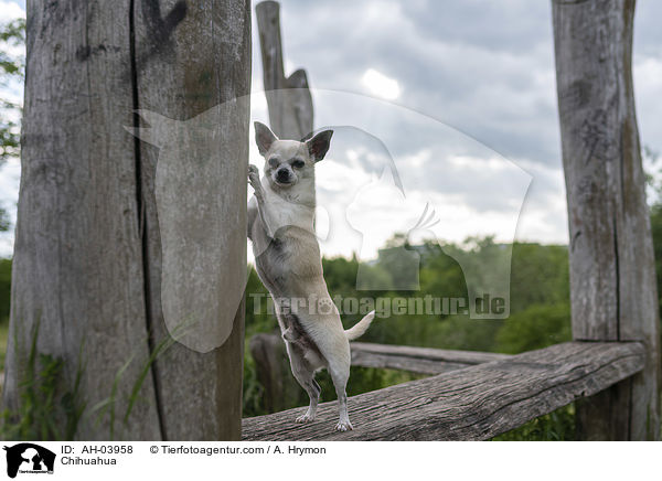 Chihuahua / AH-03958