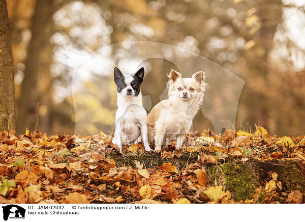 zwei Chihuahua Rden / two male Chihuahuas / JAM-02032