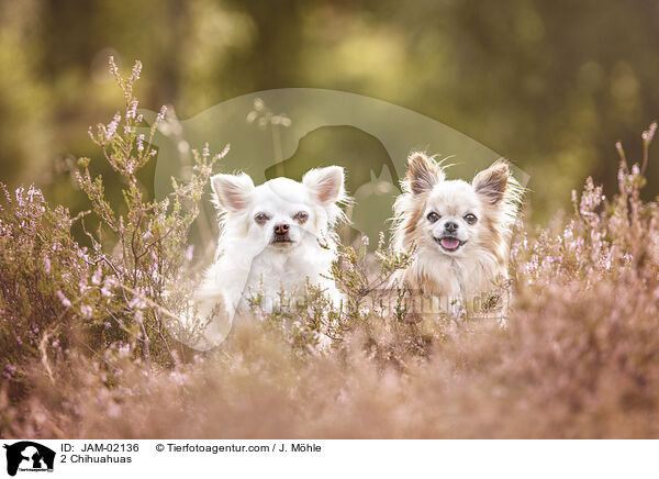2 Chihuahuas / 2 Chihuahuas / JAM-02136