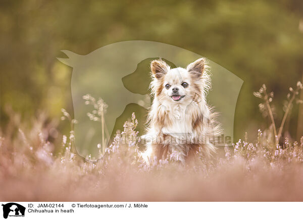 Chihuahua in der Heide / Chihuahua in heath / JAM-02144