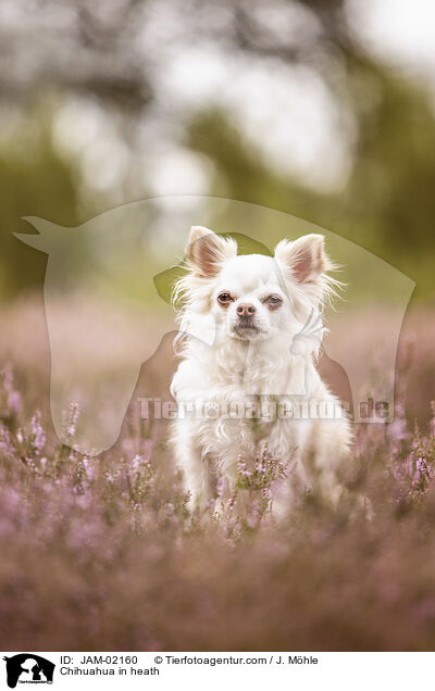 Chihuahua in der Heide / Chihuahua in heath / JAM-02160