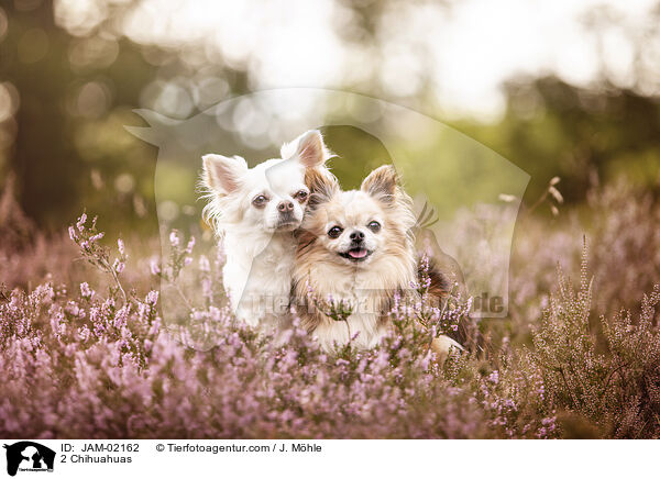 2 Chihuahuas / 2 Chihuahuas / JAM-02162