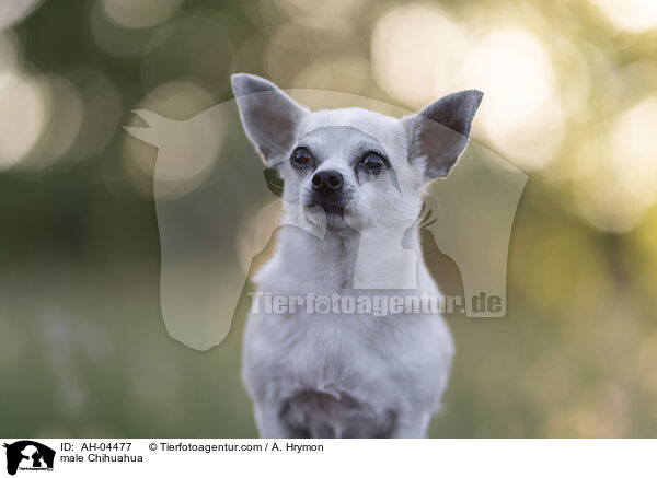 male Chihuahua / AH-04477