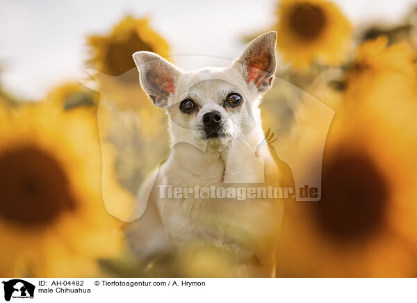male Chihuahua / AH-04482