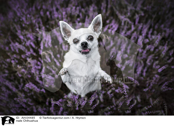 male Chihuahua / AH-04485