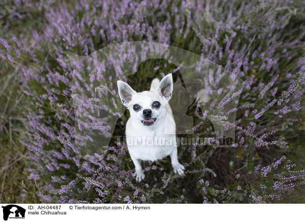 male Chihuahua / AH-04487