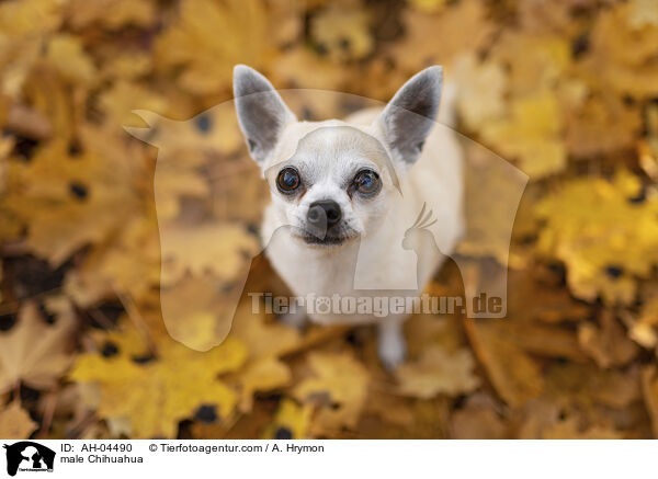 male Chihuahua / AH-04490
