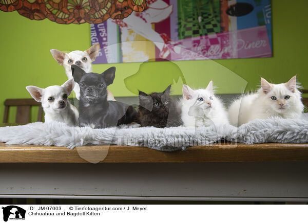 Chihuahua und Ragdoll Ktzchen / Chihuahua and Ragdoll Kitten / JM-07003