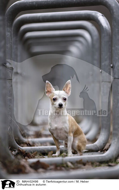 Chihuahua im Herbst / Chihuahua in autumn / MAH-02496