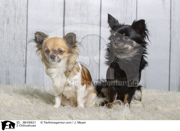 2 Chihuahuas / 2 Chihuahuas / JM-09821