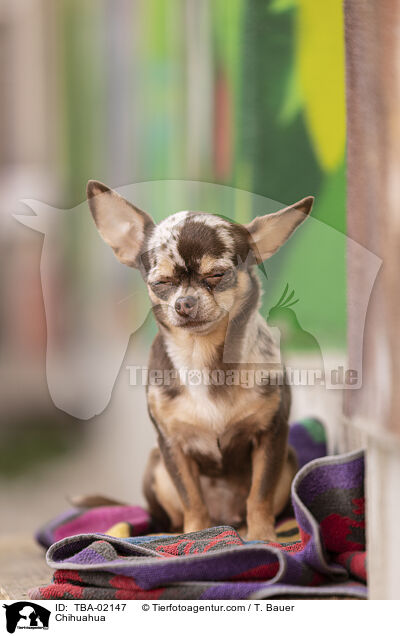 Chihuahua / TBA-02147