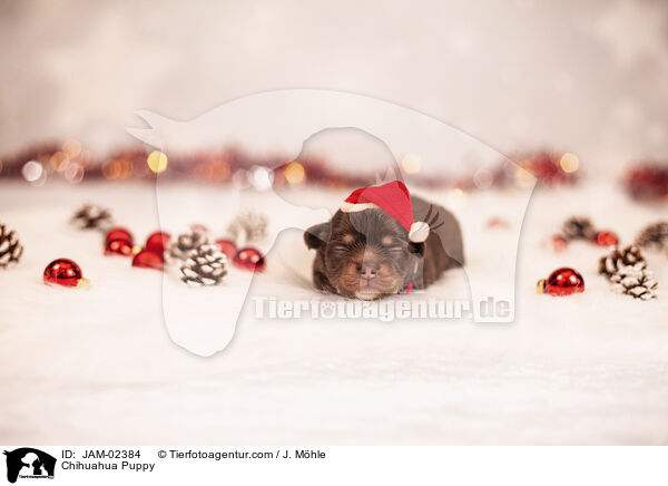 Chihuahua Puppy / JAM-02384