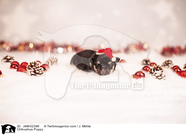 Chihuahua Welpe / Chihuahua Puppy / JAM-02386