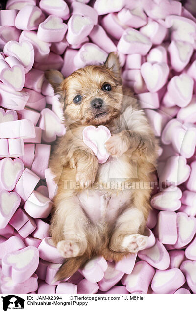 Chihuahua-Mongrel Puppy / JAM-02394