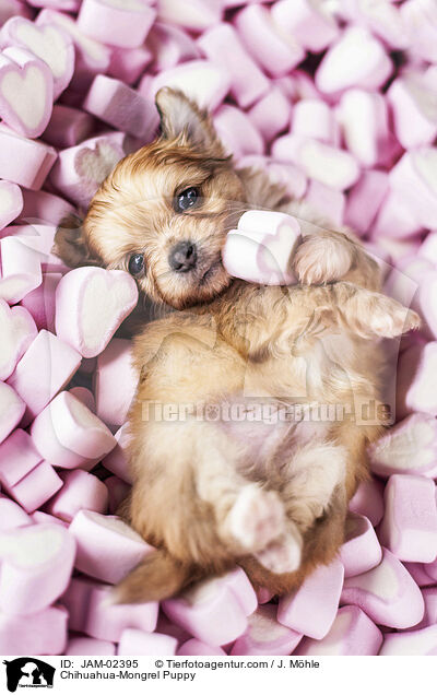 Chihuahua-Mongrel Puppy / JAM-02395
