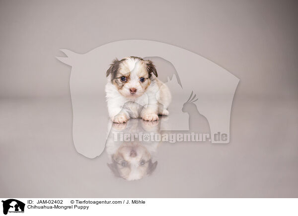 Chihuahua-Mongrel Puppy / JAM-02402