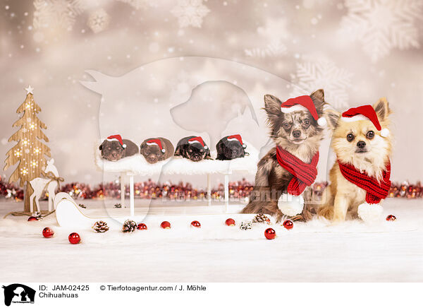 Chihuahuas / JAM-02425