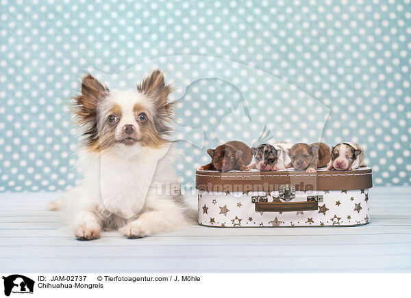 Chihuahua-Mongrels / JAM-02737
