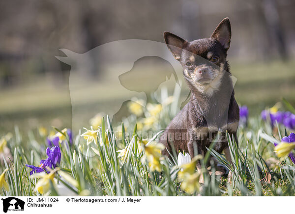 Chihuahua / Chihuahua / JM-11024