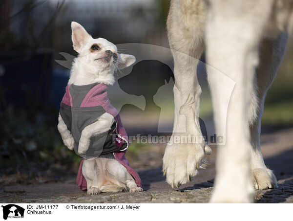 Chihuahua / Chihuahua / JM-11177