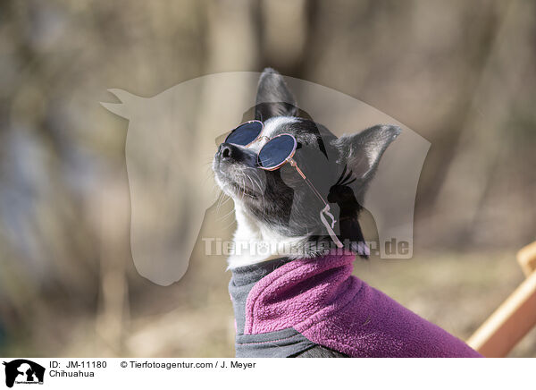 Chihuahua / JM-11180