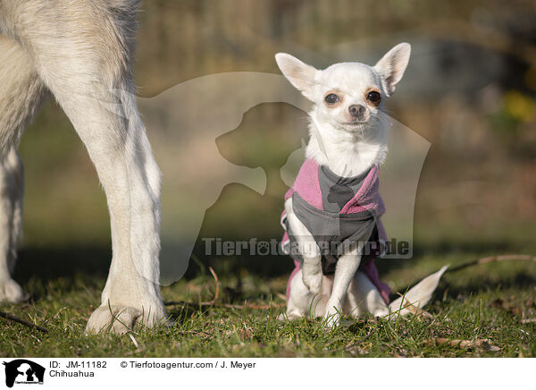 Chihuahua / JM-11182