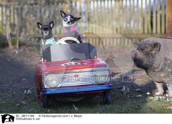 Chihuahuas im Auto / Chihuahuas in car / JM-11186