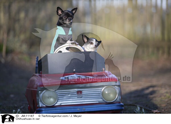 Chihuahuas in car / JM-11187