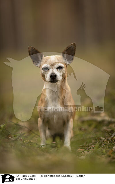 old Chihuahua / TBA-02381