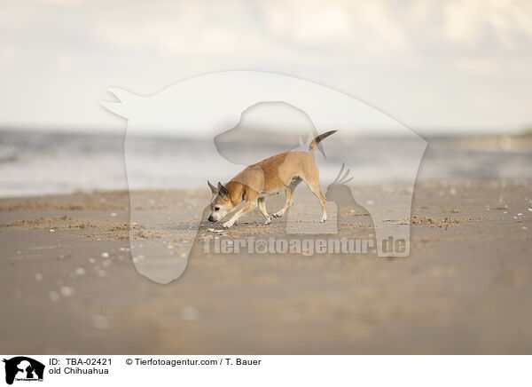 old Chihuahua / TBA-02421