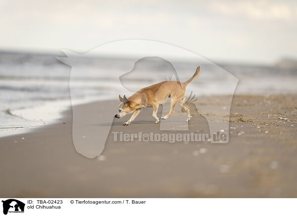 old Chihuahua / TBA-02423