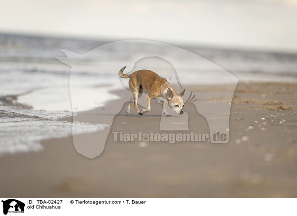 old Chihuahua / TBA-02427