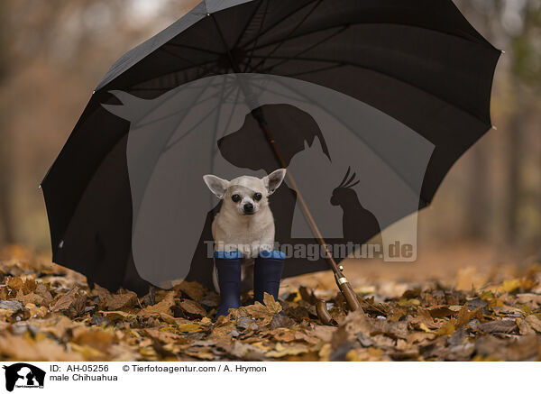 male Chihuahua / AH-05256