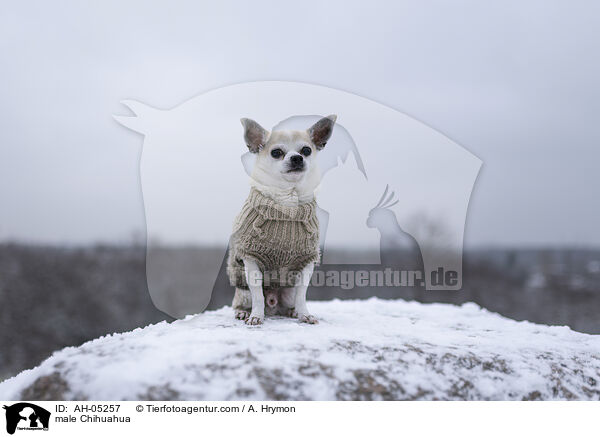 Chihuahua Rde / male Chihuahua / AH-05257