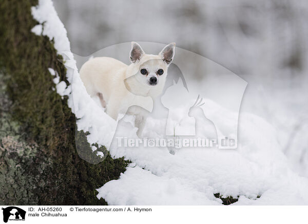 Chihuahua Rde / male Chihuahua / AH-05260