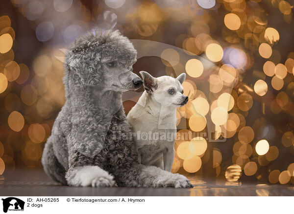 2 dogs / AH-05265
